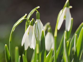 Close-up of white flowering plant on field