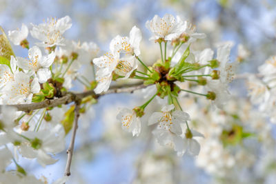 Close-up of white cherry blossom tree