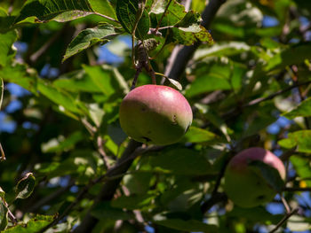 Close-up of apple on tree