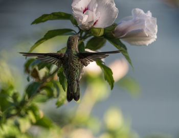 Close-up of bird flying by flowers