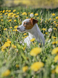High angle view of a dog on field