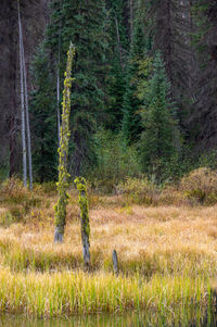 View of pine trees in forest