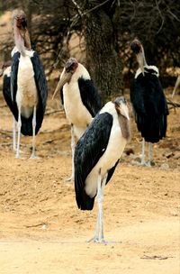 View of birds on land