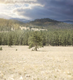 Trees on field against sky