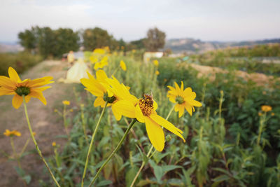 Close-up of yellow flowering plant on field