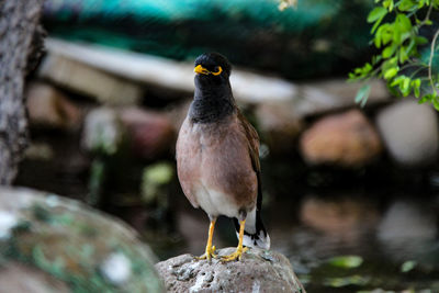 Close-up of bird perching on tree