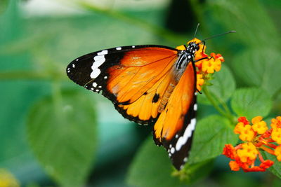 Close-up of butterfly on flowers