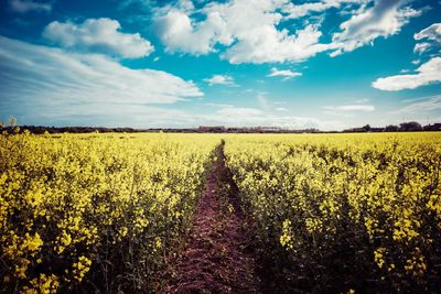 Scenic view of agricultural field against sky