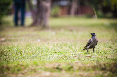 Crow on field