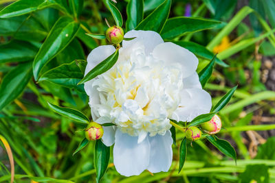 Close-up of white flowers blooming outdoors