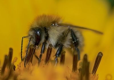 Close-up of insect on yellow flower