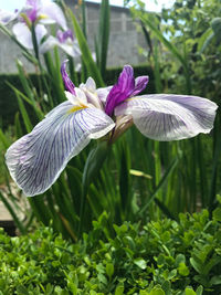 Close-up of purple flowering plant