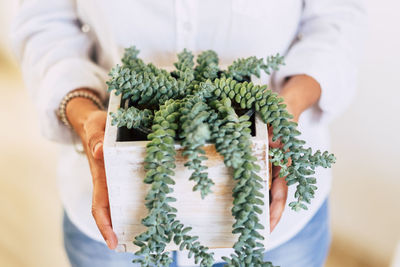 Midsection of woman holding potted succulent plant