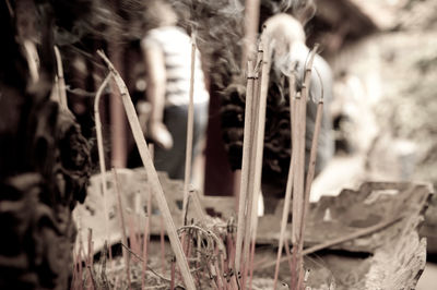 Close-up of dried plant on field