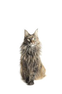 Portrait of cat against white background