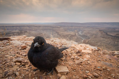 High angle view of bird on rock