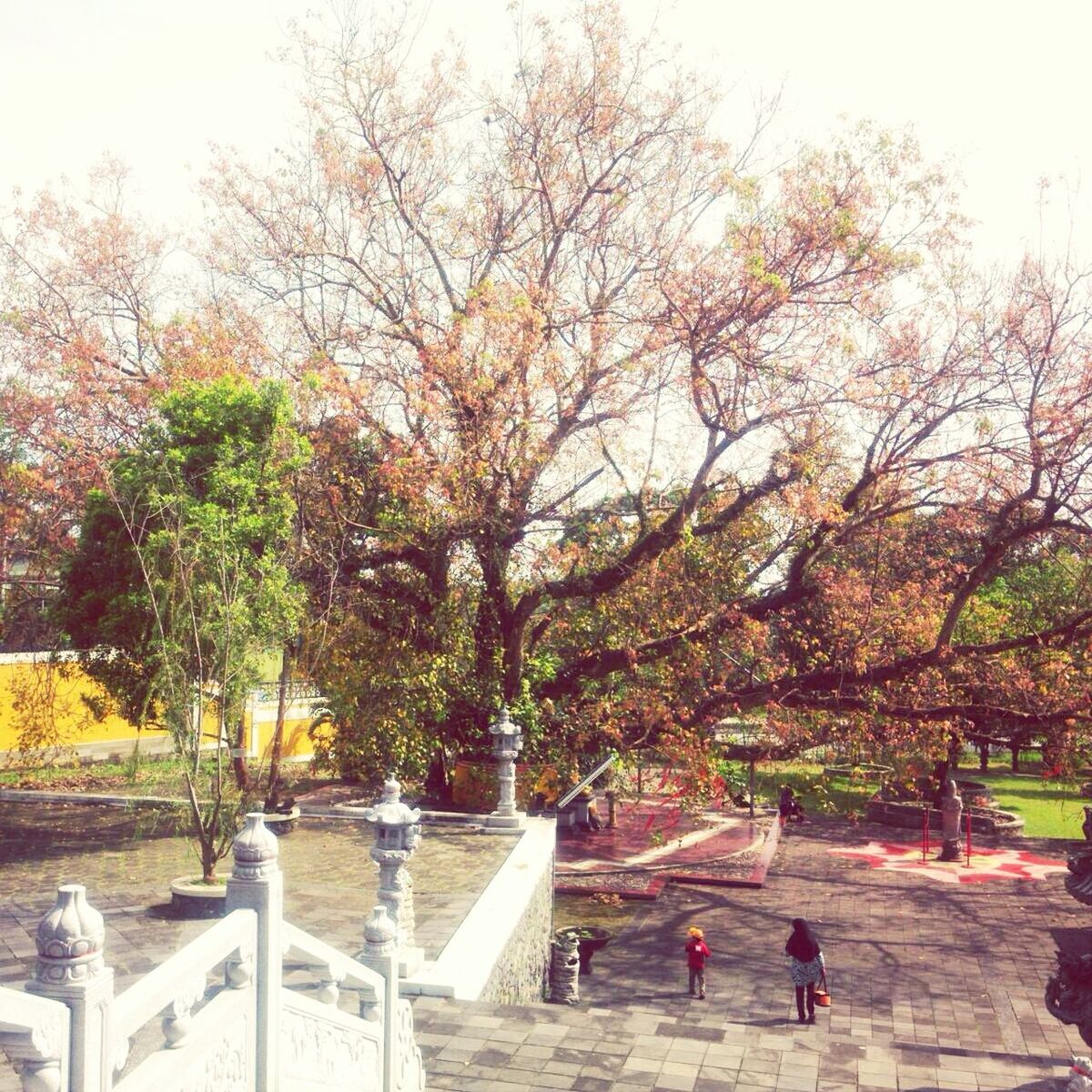 tree, lifestyles, men, built structure, leisure activity, building exterior, architecture, person, walking, clear sky, growth, day, park - man made space, bicycle, outdoors, nature, railing, transportation, street