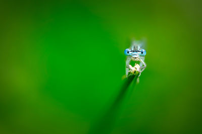 Macro shot of grasshopper on flower