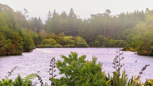 Scenic view of river amidst trees in forest against sky