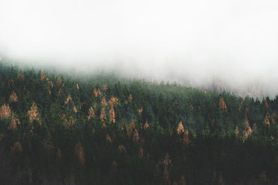 Pine forest with clouds in the distance.