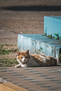 Close-up of cat