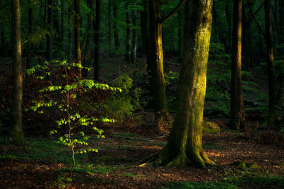 Trees in forest