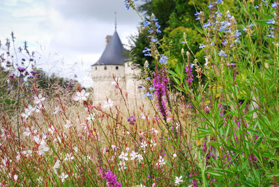 Close-up of purple flowering plants on land