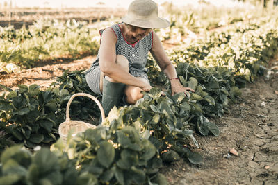 Female farm worker harvesting fruit while crouching at strawberry field