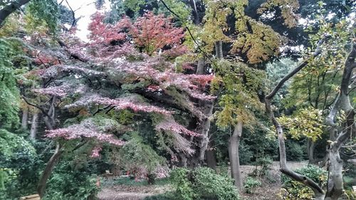 Plants growing on tree trunk