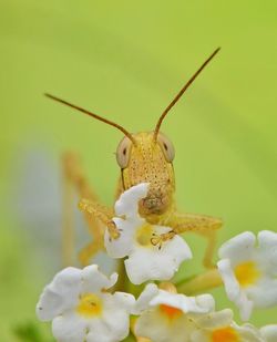 Close-up of insect on flower