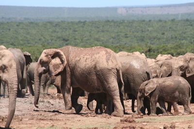 Elephant walking in a field