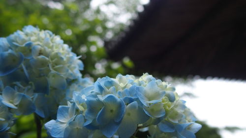 Close-up of white hydrangea flowers