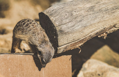 Close-up of squirrel on wood