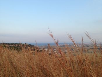 Close-up of grass on field against sea