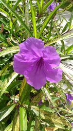 Close-up of purple flowers