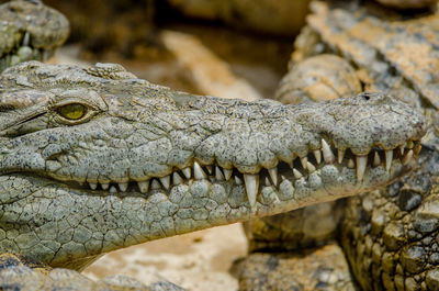 Close-up of crocodile