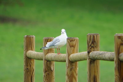 Seagull perching on wooden post