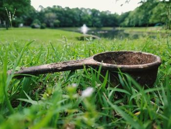 Close-up of grass on field