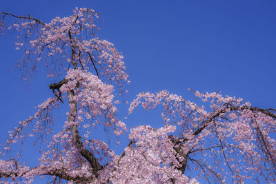 Low angle view of cherry blossom tree against blue sky