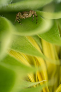 Close-up of lizard on plant