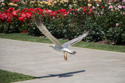 Seagull flying in a flower