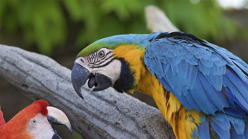 Close-up of a parrot