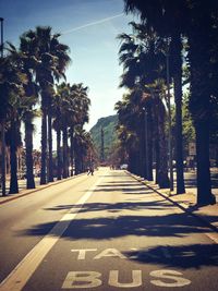 Road along trees