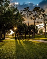 Trees on landscape against sky