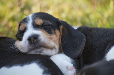 Close-up of dog relaxing outdoors