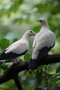 Bird perching on a tree