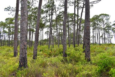 Pine trees in forest