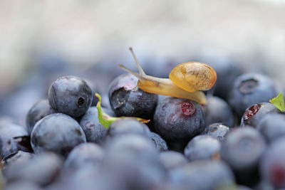 Blueberries and snail