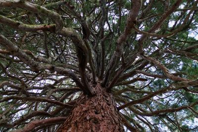 Low angle view of tree in forest against sky