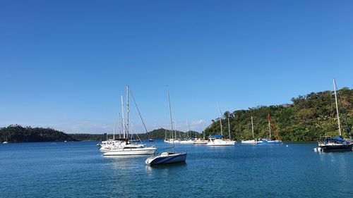 Sailboats in marina